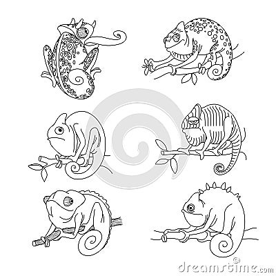 Set of funny cute phlegmatic chameleons on a branch with leaves, for logo or emblem Vector Illustration